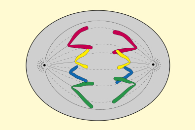Mitose animale - Anaphase - infographie